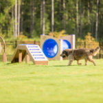 Dog Park Obstacle Course, dog park, bark park